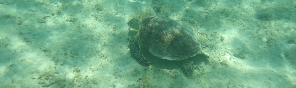 Iriomote